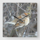 Recherche de moineau photographie Photographie de faune