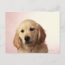 Search for golden retriever puppies postcards Dogs