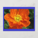 Recherche de poppy flower Fleur de pavot orange