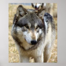 Recherche de portrait loup posters Sauvage