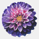 Search for dahlia stickers Flower