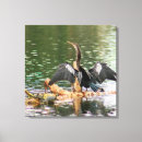 Search for anhinga Animals