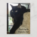 Recherche de merlin cartes postales Chat