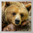 Recherche de grizzly posters Brown