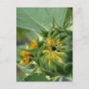 Recherche de macro cartes postales Pétales