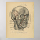 Recherche de cou humain posters Anatomie