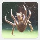 Search for orbs stickers Spider