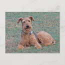 Recherche de terrier d airedale cartes postales Mignon