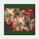 Recherche de amaryllis magnets Fleur