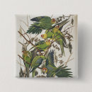Search for parakeet buttons Illustration