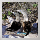 Search for booby posters Galapagos