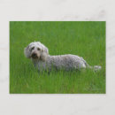 Recherche de poils cartes postales Dachshund