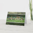 Search for gosling cards canada geese