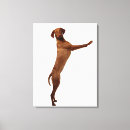 Recherche de position impressions sur toile Chien
