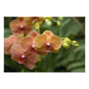 Search for orange orchid posters Nature