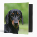 Search for smooth dachshund binders Black and tan