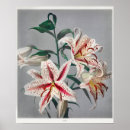 Search for lilly flower art Floral