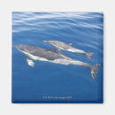 Search for commons magnets Wildlife