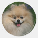 Recherche de loulou autocollants Assis