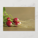 Recherche de radiateur cartes postales Légumes
