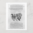 Search for vertebrae postcards Anatomy