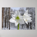 Recherche de amaryllis posters Nature