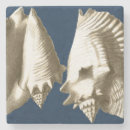 Recherche de coquillage dessous de verres Coquille