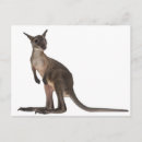 Search for wallabies postcards Animal