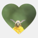 Search for fuzzy bee Bug