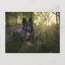 Recherche de chien de berger cartes postales Dog