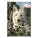 Recherche de scottish terrier posters Écossais