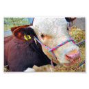 Search for hereford posters Animal