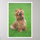 Recherche de terrier australien Amoureux de les chiens