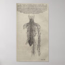 Search for vintage anatomy posters Bones