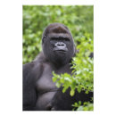 Recherche de captifs posters Primate