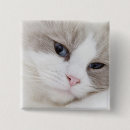 Search for ragdoll buttons Animal