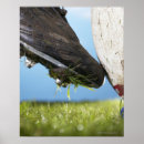 Search for rugby players posters Sport
