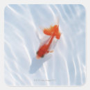 Search for goldfish stickers Swimming