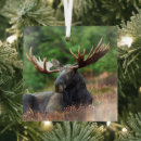 Search for moose ornaments Wildlife
