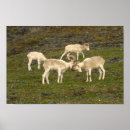 Recherche de dall posters Faune