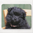 Search for spitz mousepads Puppy