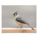Search for birds of a feather posters Titmouse