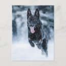Recherche de berger allemand noir cartes postales Chien