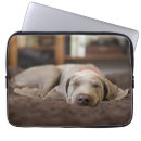 Search for weimaraner electronics Canine