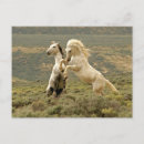 Recherche de deux chevaux cartes postales Étalon