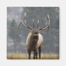 Search for bugle magnets Bugling