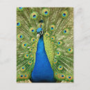 Recherche de plumage cartes postales Paon