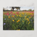 Search for coreopsis postcards Nuecensis