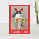 Search for naughty cats cards Kitty