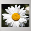 Search for daisy flower art Blooms